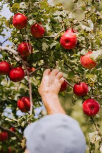 Apple picking